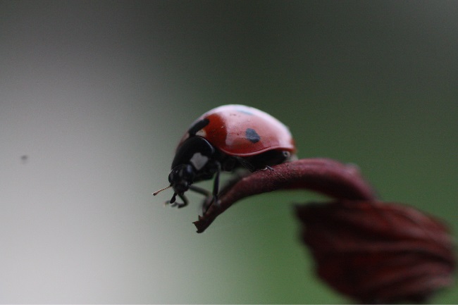 Do Ladybirds Sleep featured