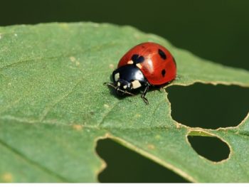 Do Ladybugs Eat Plants featured