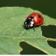 Do Ladybugs Eat Plants featured