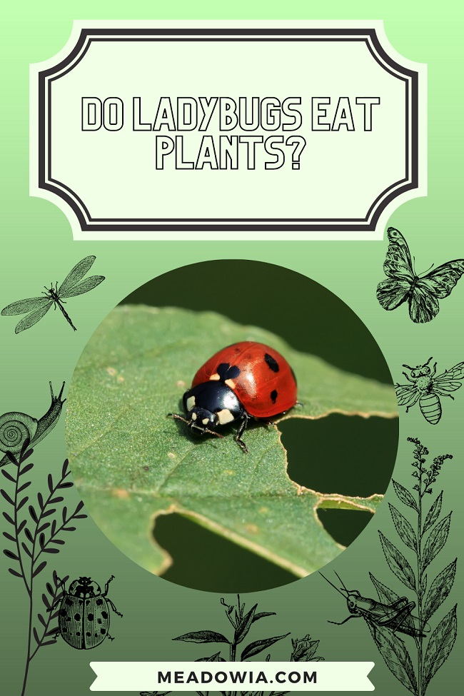 Do Ladybugs Eat Plants? (Explained)