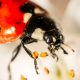 Do Ladybugs Have Antennae featured