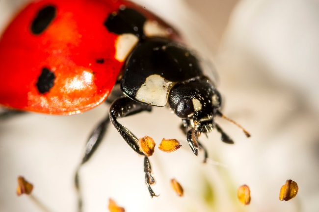 Do Ladybugs Have Antennae featured