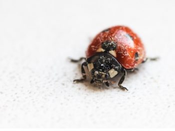Do Ladybugs Hibernate featured