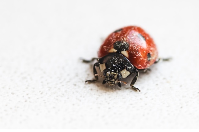 Do Ladybugs Hibernate featured