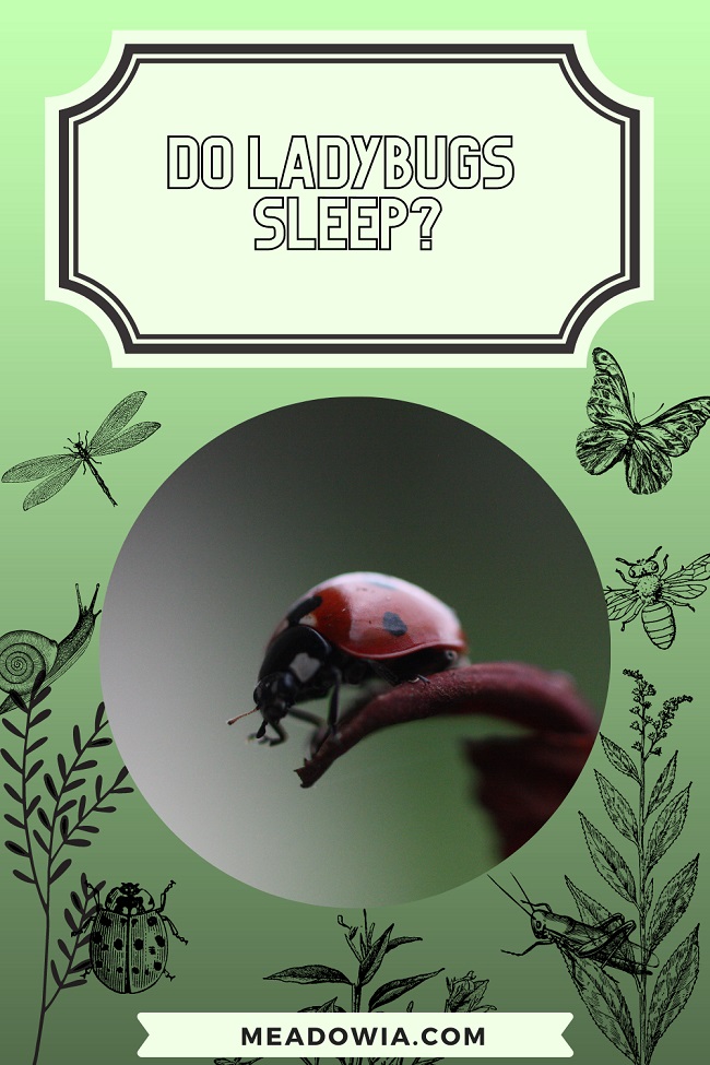  Do Ladybugs Sleep pin by meadowia