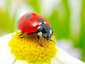 Do Ladybugs pee featured