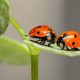 How do Ladybugs Reproduce featured