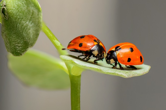 How do Ladybugs Reproduce featured