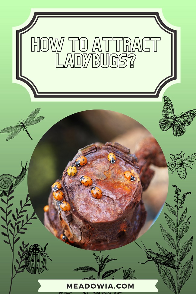 How to Attract Ladybugs pin by meadowia
