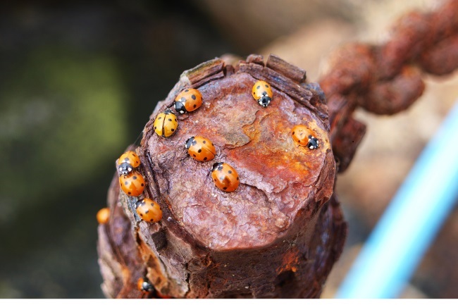 How to attract Ladybirds featured