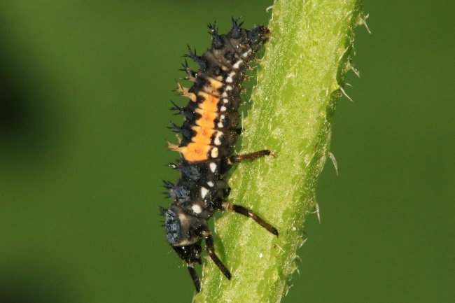 Ladybug larvae