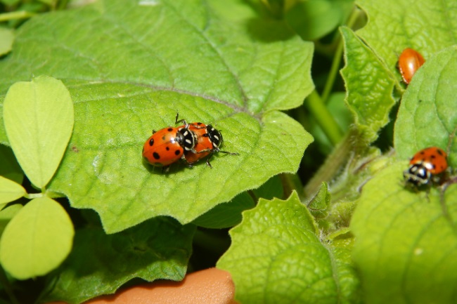 How Do Ladybugs Reproduce From Egg Larvae To Pupa 6539