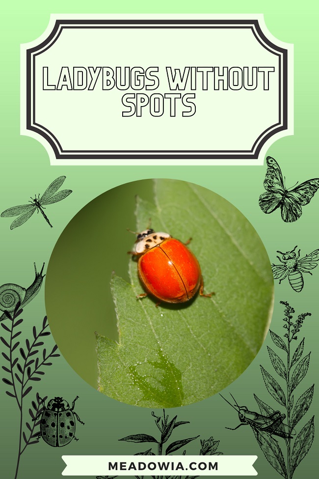 Ladybugs Without Spots pin by meadowia