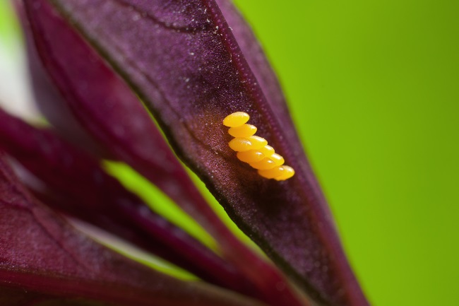 Ladybugs egg