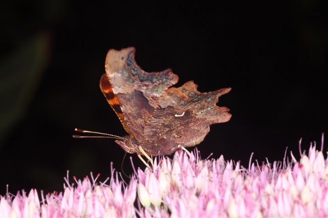 The comma butterfly
