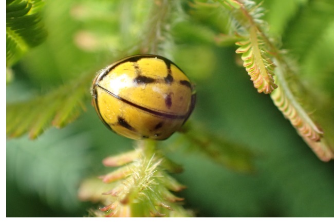 Tortoise-shelled ladybug