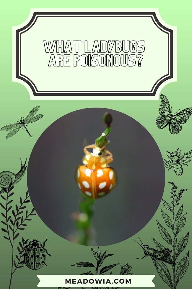 What Ladybugs Are Poisonous pin by meadowia