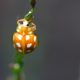 What ladybirds are poisonous featured