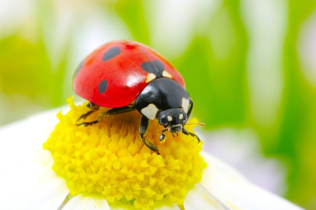 What Does A Ladybug Bite Look Like Treatment