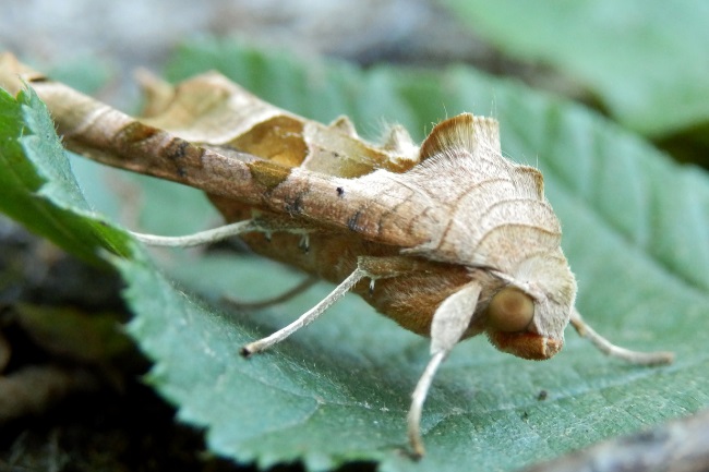 Angle-shades moth