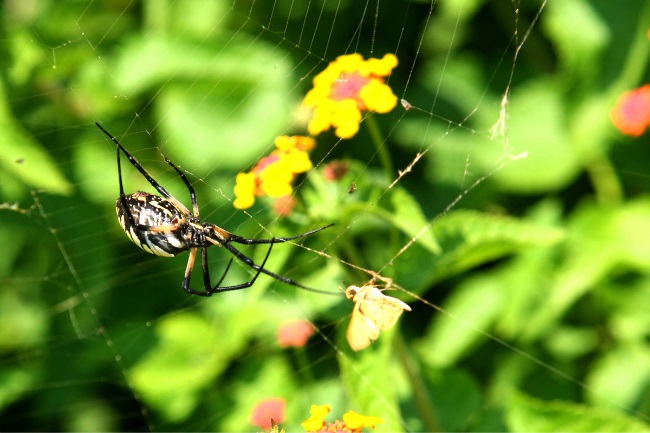 Are Garden Spiders Dangerous featured