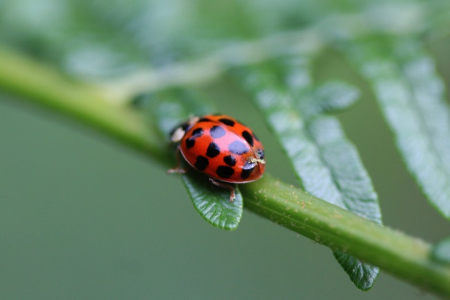 Asian ladybug