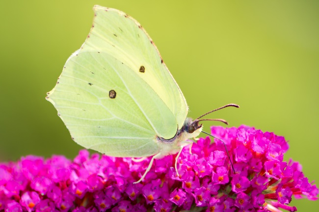 What do Butterflies Eat and Drink? (Detailed Guide)