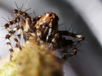Can Garden Spiders Bite featured