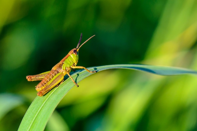 Do Grasshoppers Make Noise featured