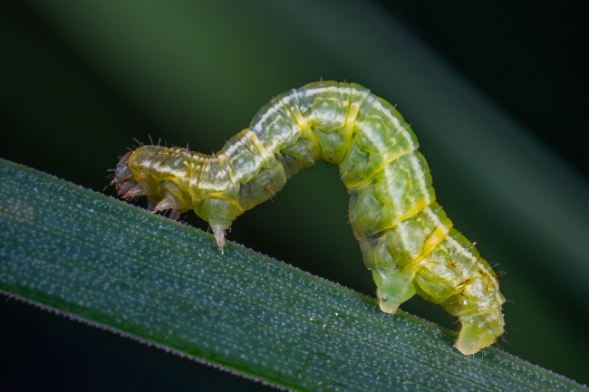 Does a Caterpillar Have Legs featured