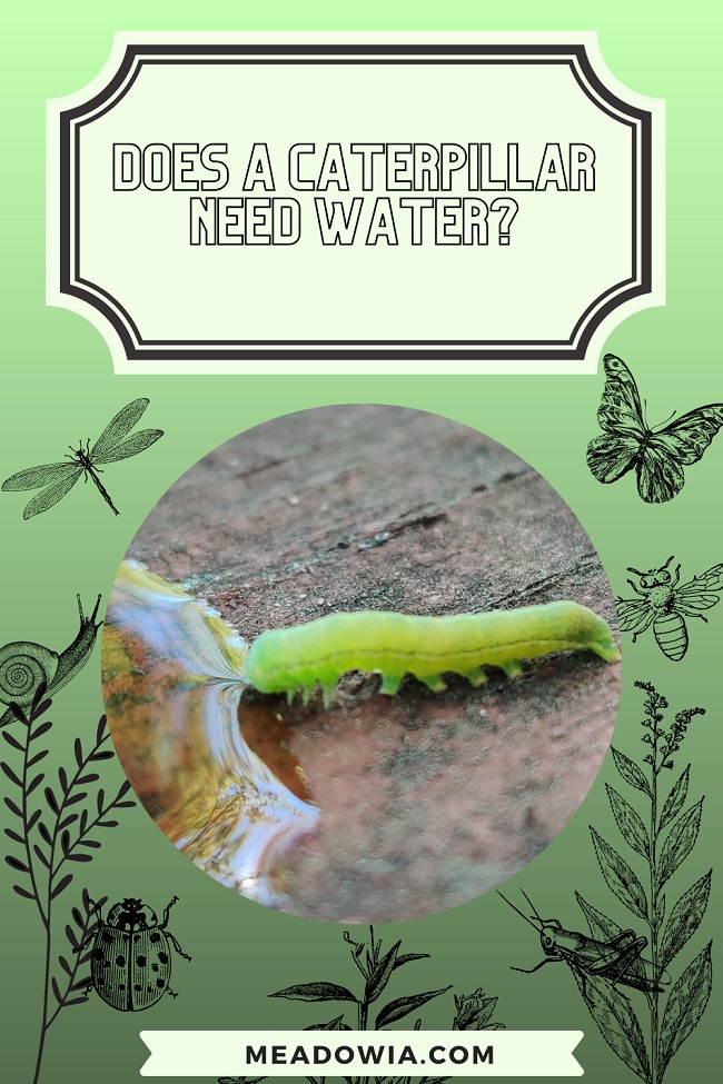 Does a Caterpillar Need Water pin my meadowia