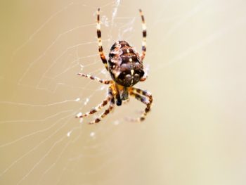 How Big can a Garden Spider Get featured