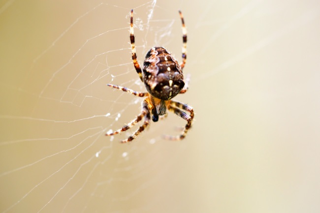 How Big can a Garden Spider Get featured
