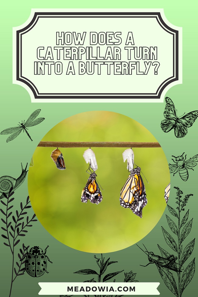 How Does a Caterpillar Turn Into a Butterfly? (Explained) Meadowia