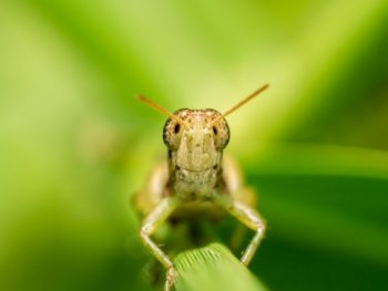 How Does a Grasshopper Breathe featured