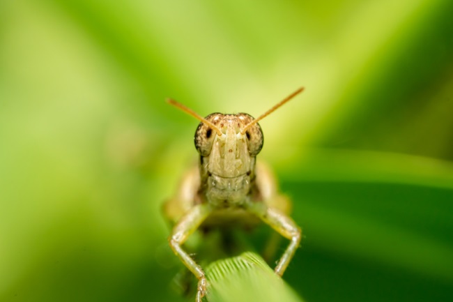 How Does a Grasshopper Breathe featured
