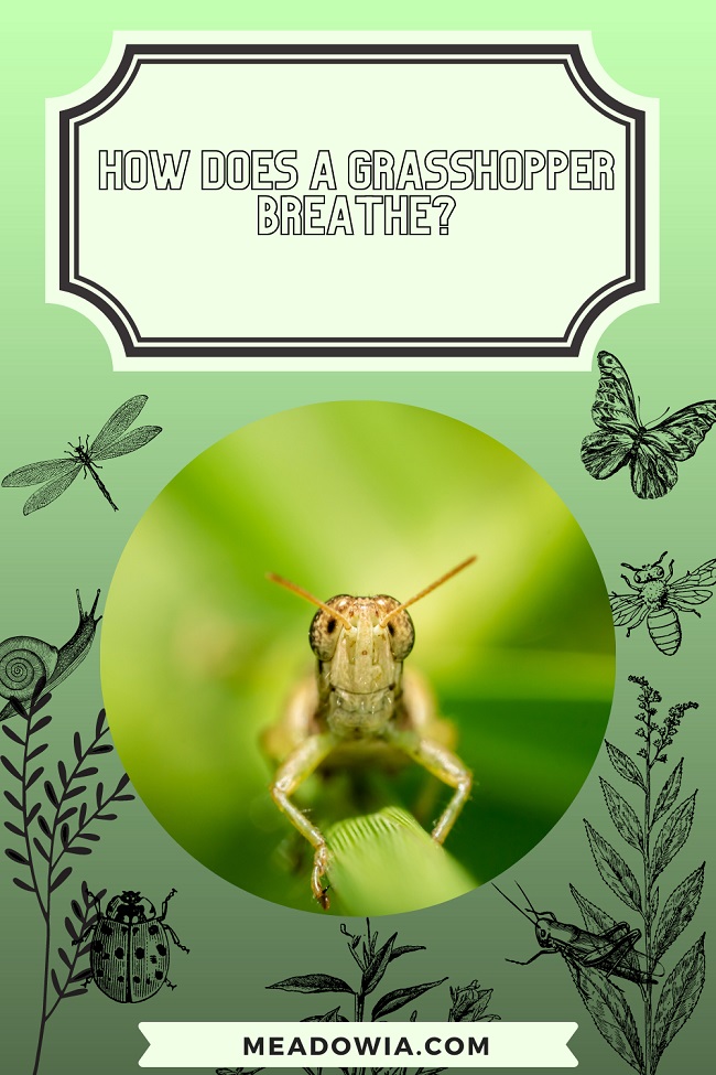 How Does a Breathe? (Explained)