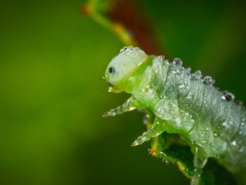 How Many Eyes Do Caterpillars Have featured
