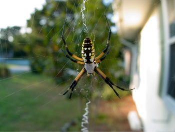 How long does a garden spider live featured