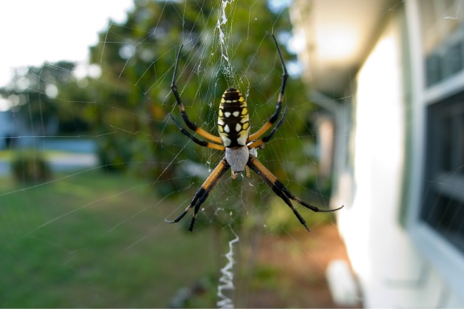 How long does a garden spider live featured