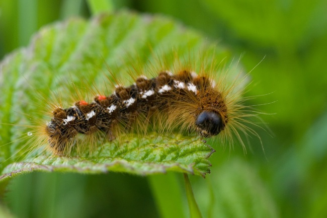 Is a Caterpillar an Insect featured