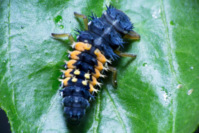 Ladybird Larva