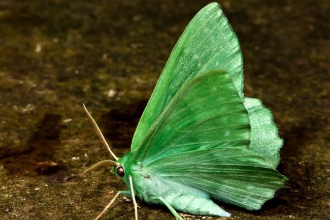 Large emerald moth