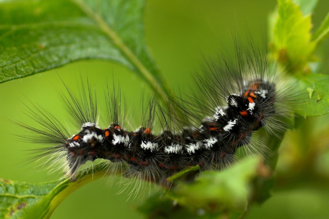 Lonomia caterpillar