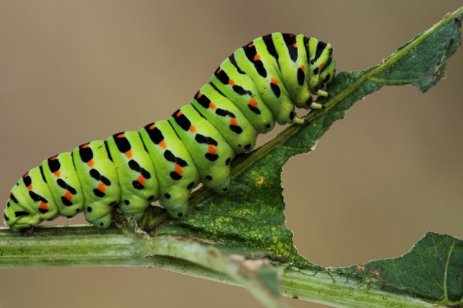 Vegan caterpillars