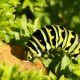 What Caterpillar Eats Parsley featured