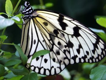 What Caterpillars Turn Into Monarch Butterflies featured