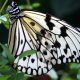 What Caterpillars Turn Into Monarch Butterflies featured