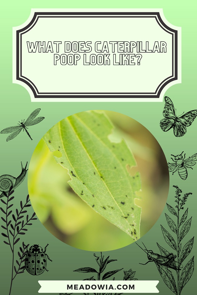 What Does Caterpillar Poop Look Like pin by meadowia