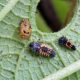 What Does a Ladybird Larva Eat featured